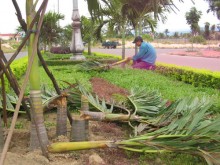Phòng trừ mối cây trồng